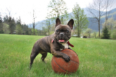 gallery/french-bulldog-2365684_960_720